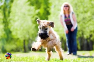 Як навчити цуценя: в домашніх умовах, правильно, навчити собаку