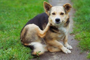 Демодекоз у собак: лікування, симптоми, лікарська діагностика, попередження