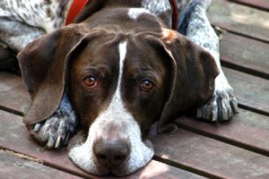 Собака курцхаар: фото, ціна, історія, темперамент, дресирування, зміст