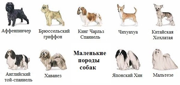 Маленькі собачки: фото і назва породи, специфіка, причини, відео