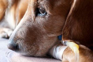 Усипляння собак: таблетки, вдома, вартість процедури, процес, відео
