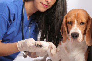 Епілепсія у собак: лікування, як припинити напади, симптоми, причини