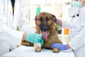 Стригучий лишай у собак: лікувати,лікування, прояви, мокнучий, профілактика