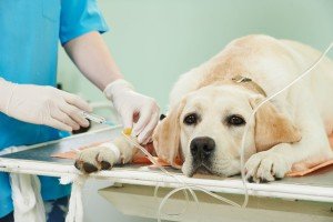 У собаки пронос і блювання: що робити, з кровю, дії, корисне відео
