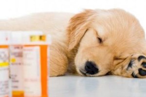 Заспокійливе для собак: кошти, в домашніх умовах, антидепресанти