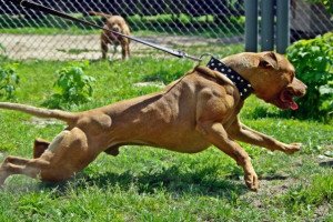 Бійцівські породи собак: фото та назви, Мальоркский бульдог, Гуль донг