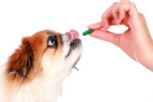 Дронтал для собак: інструкція по застосуванню, ціна, як давати, склад