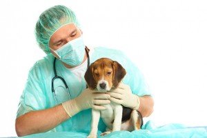 Засіб від кліщів для собак: блох, народні, розчини, аерозолі, недоліки