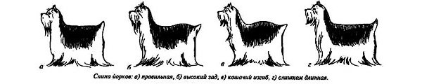 Йоркширський терєр міні: фото, стандарт, різниця, чи дорослого собаки, характер