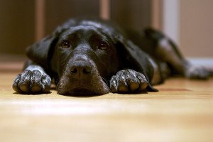 Мастит у собаки: лікування, в домашніх умовах, симптоми, заходи