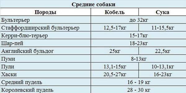 Шарпей: фото, ціна, порода, характеристики, як вибрати, особливості