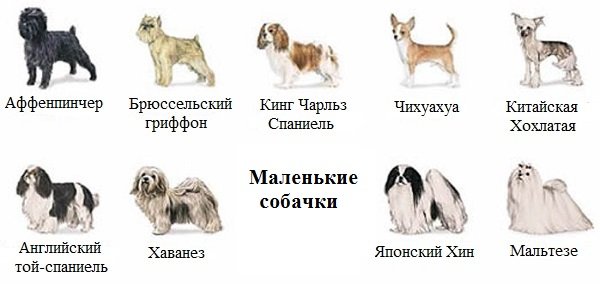 Карликові породи собак: фото з назвами, ціни, відео, пятірка, як