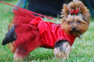 Одяг для йоркширських терєрів: собак, своїми руками, привчання, відео