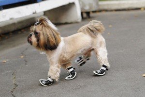 Взуття для собак: своїми руками, викрійка, навіщо потрібна, як вибрати лідера