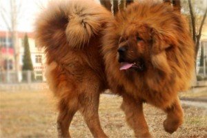 Найдорожча собака в світі: порода, фото, тонкощі догляду, корисне відео