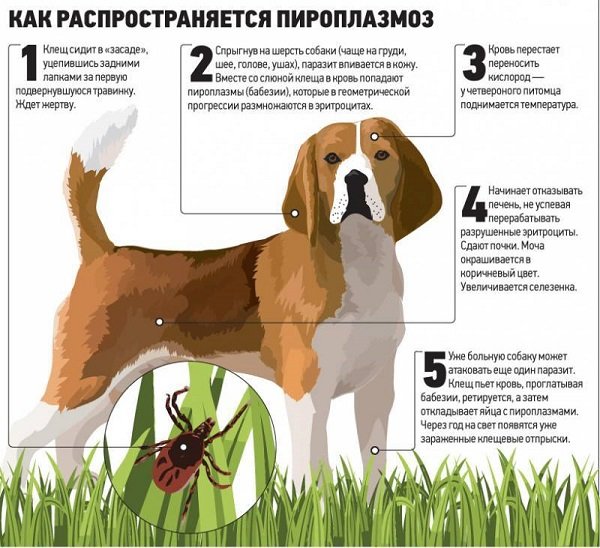 Підшкірний кліщ у собак: симптоми, лікування, фото, демодекоз, діагностики