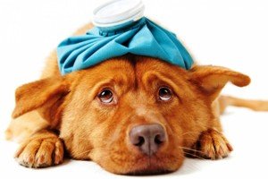 Таблетки від глистів для собак: як дати, перед щепленням, відгуки, Дронтал