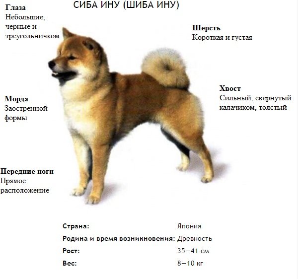 Собака, схожа на лисицю: маленька порода, шелті, коргі, корисне відео