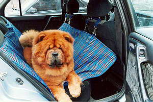 Автогамак для перевезення собак в автомобілі: машині, ремені, сітка, клітини