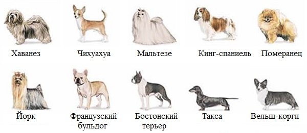 Фото маленьких собак: породи, назву з фото, у світі, самі, відео, хін
