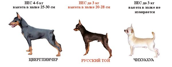 Російський той терєр: ціна, фото, собака, якості, переваги, умови