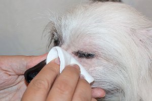 У собаки гнояться очі: чому, чим лікувати, симптоми, профілактичні
