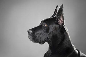 Найсильніша собака в світі: фото, яка, мастіфи, доги, бурбуль, порід