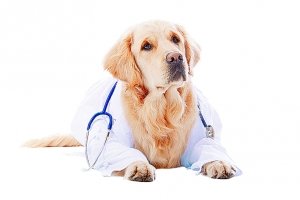 Епілепсія у собак: лікування, як припинити напади, симптоми, причини