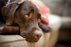 Хвороби очей у собак: з фотографіями, лікування, симптоматика, корисне відео