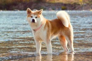 Японські породи собак: з фотографіями і назвами, акіта іну, кисю, сансю