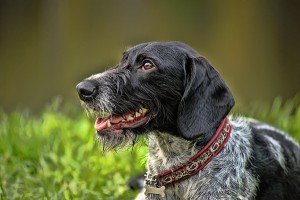 Собака дратхаар: фото, ціна, порода, історія, характер, небезпеки, основи