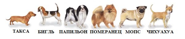 Самі маленькі породи собак: фото з назвами, у світі, чихуахуа, папильон