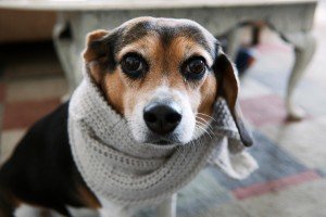 Заспокійливе для собак: кошти, в домашніх умовах, антидепресанти