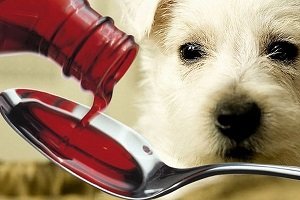 Що дати собаці від проносу: можна, людських, діарея, препарати