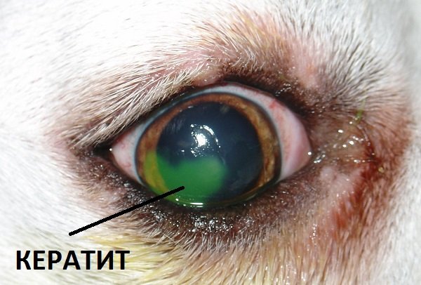 Хвороби очей у собак: з фотографіями, лікування, симптоматика, корисне відео