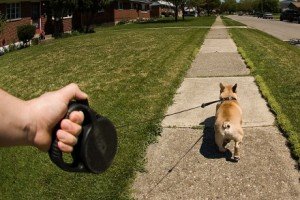 Поводок рулетка для собак: ціна, великих, різновиди, корисне відео