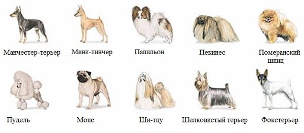 Карликові породи собак: фото з назвами, ціни, відео, пятірка, як