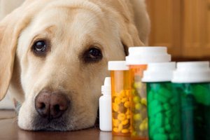 Демодекоз у собак: лікування, симптоми, лікарська діагностика, попередження