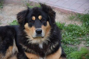 Собаки Середньої Азії: фото, середньоазіатські вівчарки, вовкодав, тази, тайган