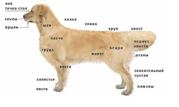 Мисливські собаки: фото, назви, породи дратхаар, курцхаар, ретрівер