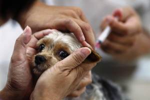 Параанальні залози у собак: запалення, чистка, фактори застою, симптоми