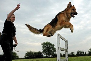 Як навчити собаку командам: в домашніх умовах, яким, принципи, освоїти