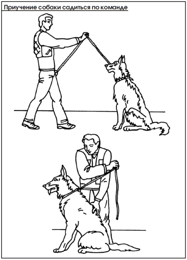 Як навчити цуценя: в домашніх умовах, правильно, навчити собаку
