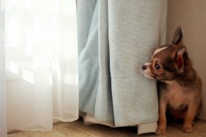 Яку краще завести собаку в квартирі: для дитини, особливості, меблі