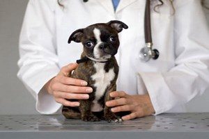 Парвовирусного ентерит у собак: симптоми, лікування, ознаки, коронавирусный