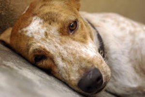 Стригучий лишай у собак: лікувати,лікування, прояви, мокнучий, профілактика