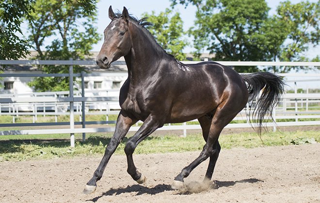 Буденновская порода коней: опис, характеристика та фото