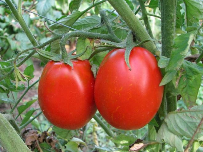Кращі сорти томатів для сибіру з описом і фото