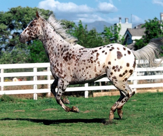 Ряба масть коня: опис, породи, фото