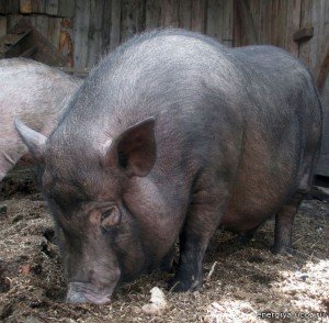 Вєтнамські вислобрюхие свині: утримання та догляд, особливості розведення